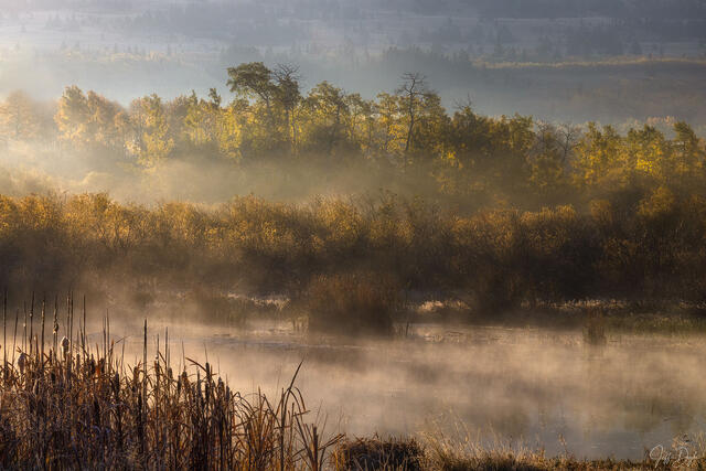 DUCK LAKE DREAMS