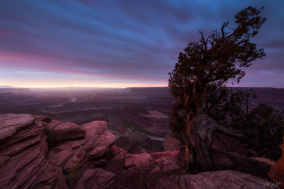 Dead Horse Point – Ancient Juniper and Painted Sky Over Colorado River Canyon