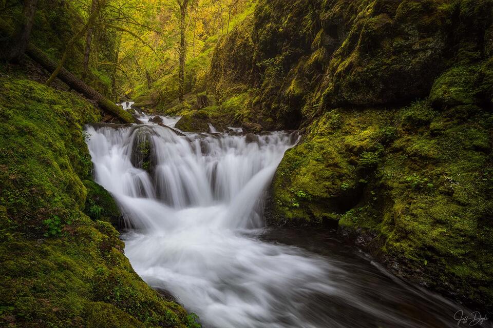 A moss-covered canyon in the Columbia River Gorge with a waterfall cascading into a stream. Lush ferns, foliage, and vivid spring greens surround the flow