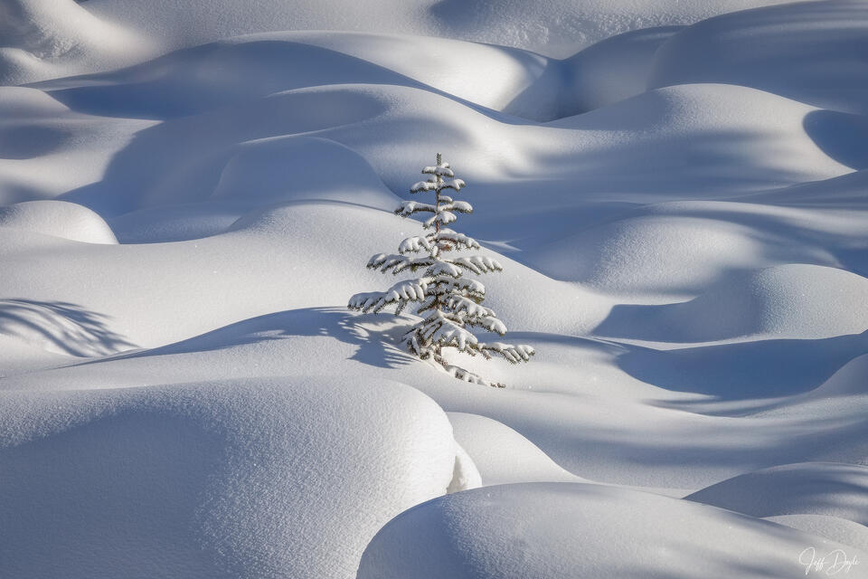 Snow-Covered Fir Among Sculpted Drifts in Winter Forest Light