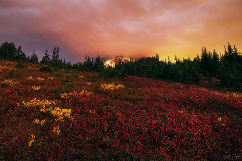 Mount Rainier – Fiery Sunrise Ignites Autumn Meadow Beneath Alpine Forest