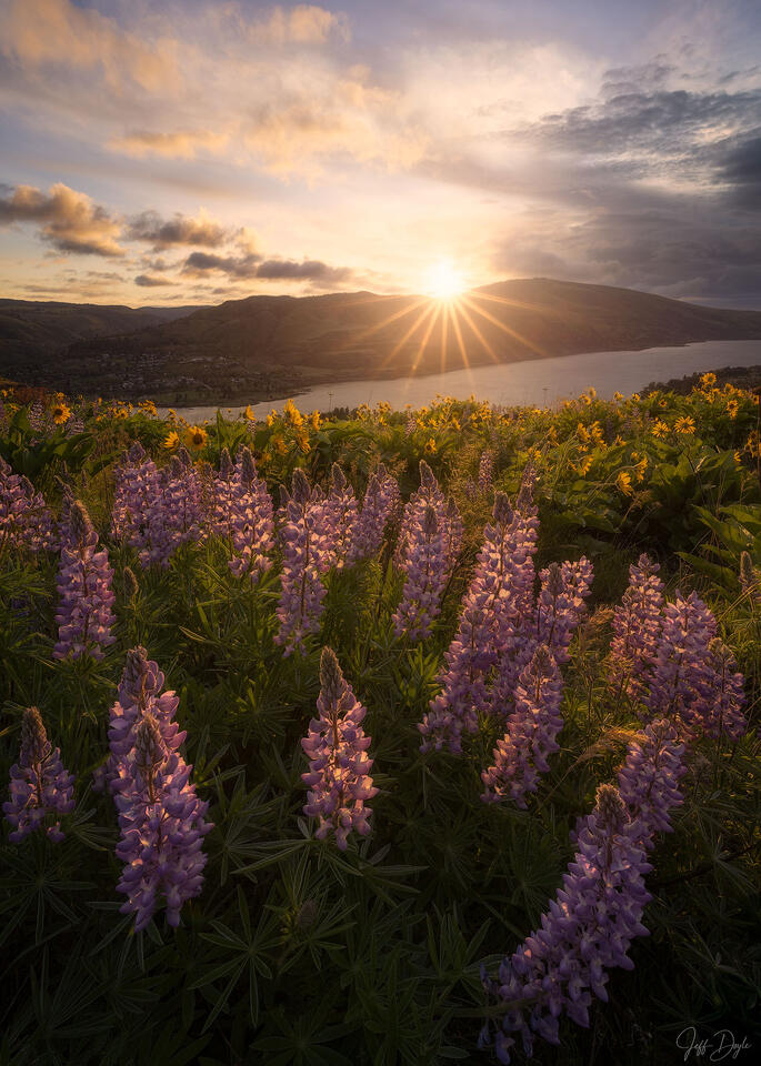 Columbia River Gorge Sunrise – Lupine and Balsamroot Wildflowers Beneath Golden Light at Rowena Plateau
