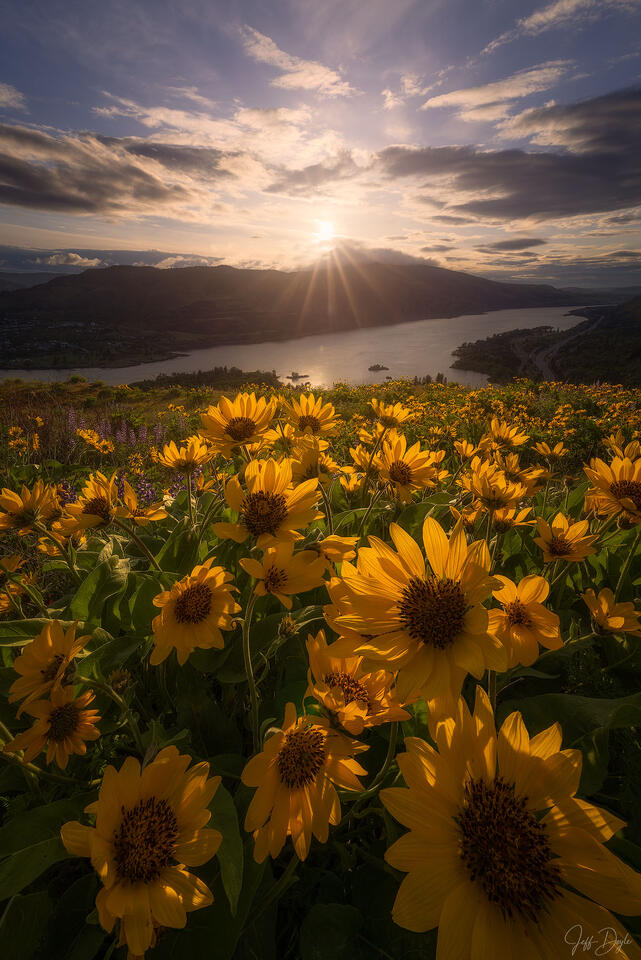 Columbia River Gorge Spring – Sunburst Over Balsamroot Fields Above Rowena Plateau