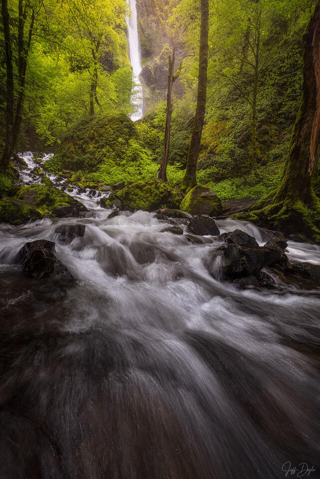 Starvation Creek Waterfall Cascading Through Mossy Forest and Spring Greenery