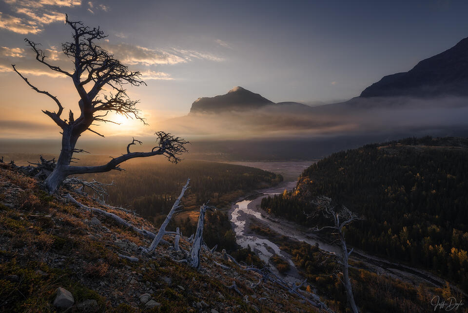 Glacier National Park – Sunrise Over Mist-Filled Valley with Twisted Tree and Winding River