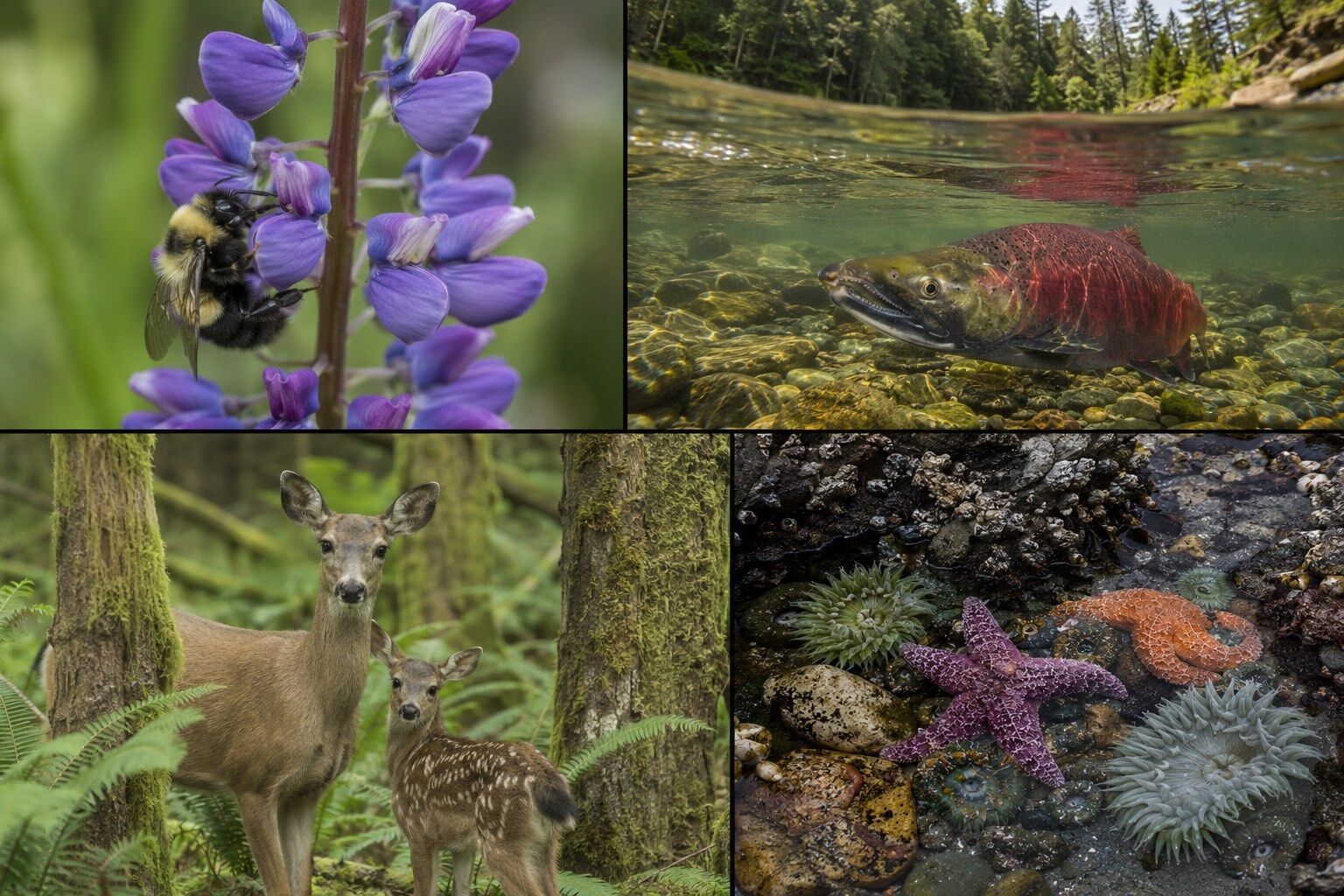 Pacific Northwest biodiversity collage featuring a bumblebee on lupine, a salmon, a deer and fawn, and a coastal tidepool.